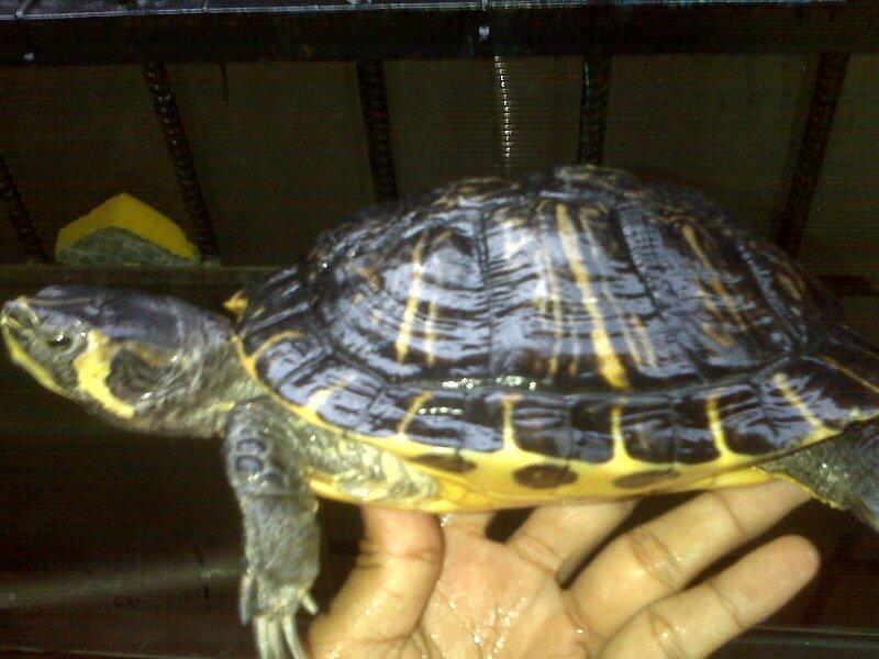 jual Suplaier Kura-kura jenis macem2 ...hrga pdagang yg psti...