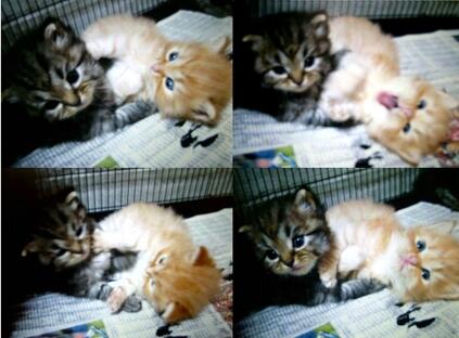 Jual Anak Kucing - Kitten Persia