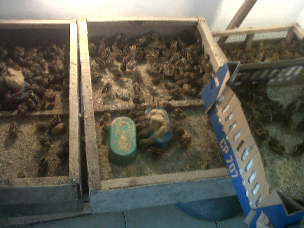 BURUNG HANTU, ELANG, ALAP ALAP