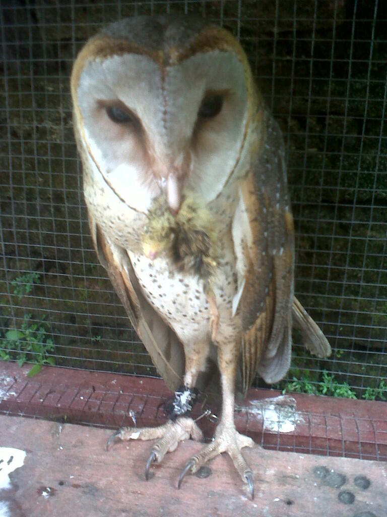 Terjual Burung Hantu Elang Alap Alap Kaskus