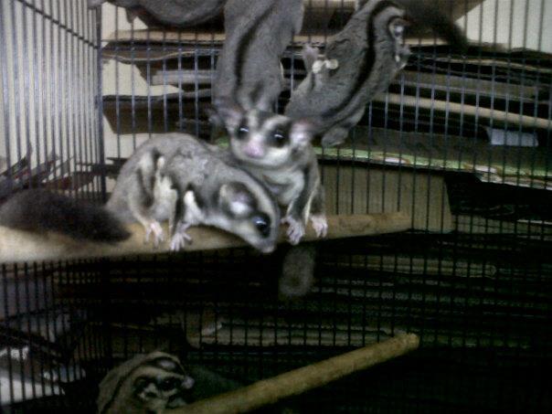 Sugar glider malang