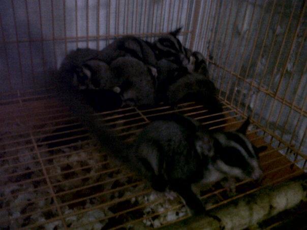 Sugar glider malang