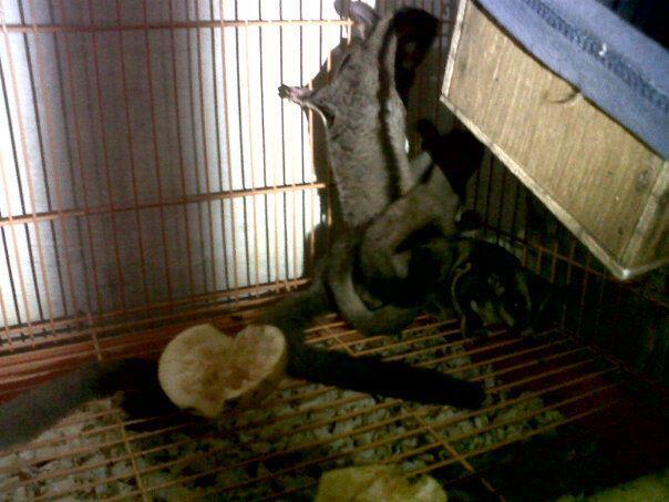 Sugar glider malang