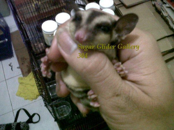 Sugar glider malang