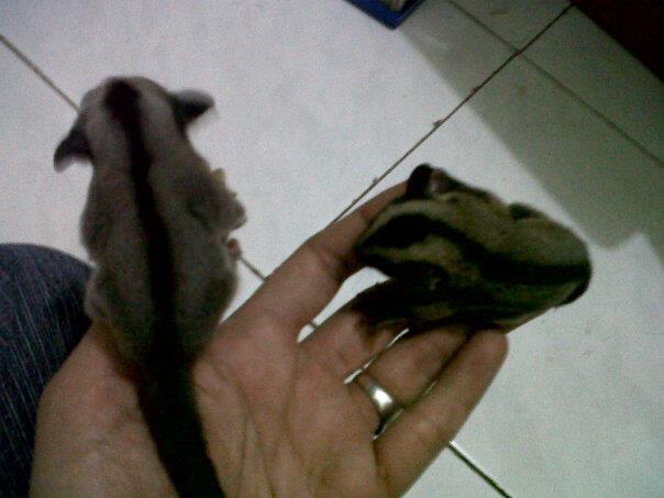 Sugar glider malang