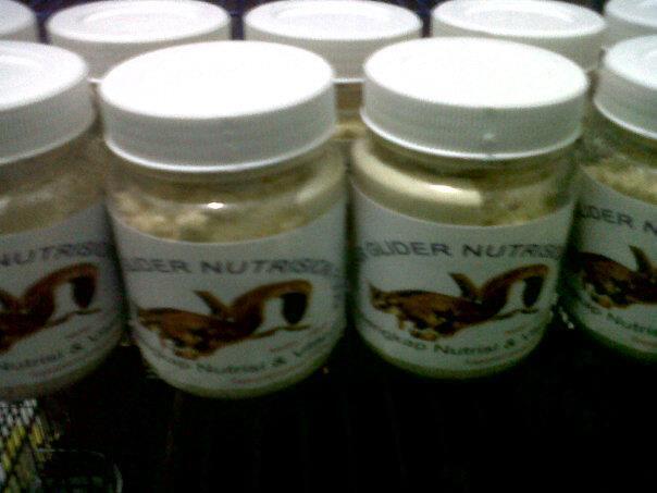 Sugar glider malang