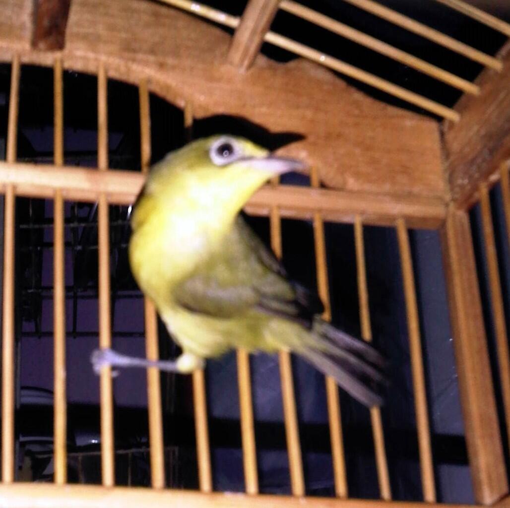 Terjual Dijual Burung Pleci Lombok Badan Gede Murah Masuk Kaskus