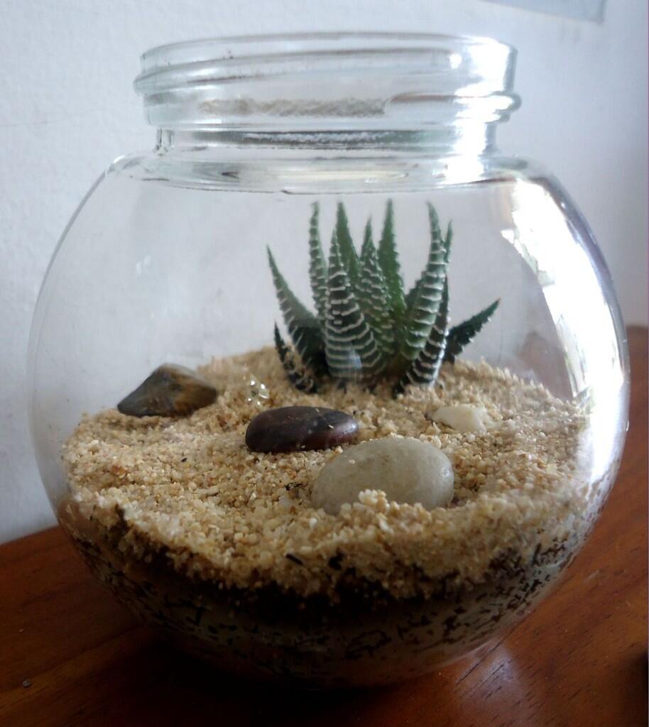 (Share) Terrarium