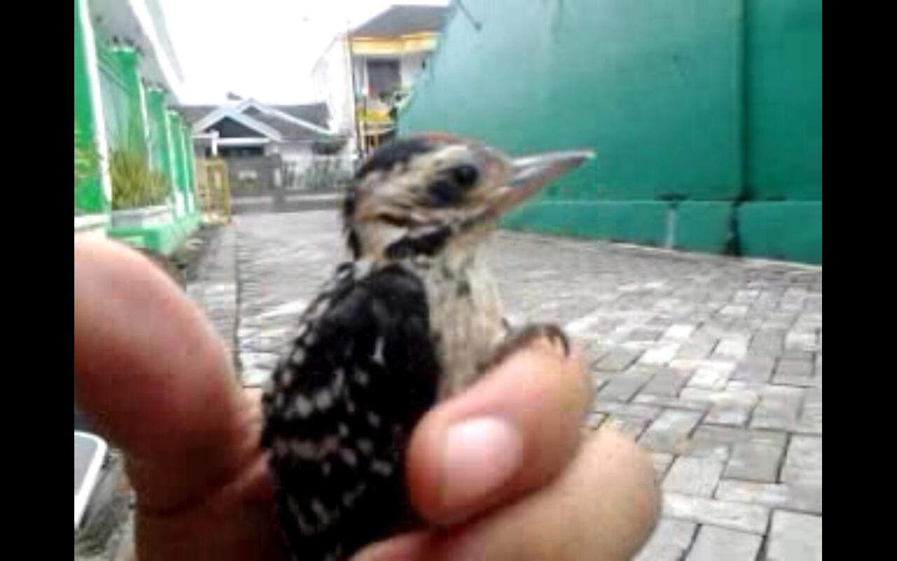 30+ Burung pelatuk ulam gacor terbaru