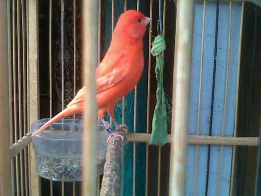 Terjual JUAL BURUNG BLACKTHROAT BOSTWANA  KASKUS