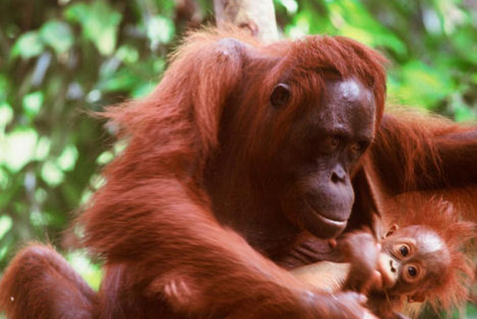 Kerusakan Hutan Di Bumi Indonesia Tercinta (Miris Gan)