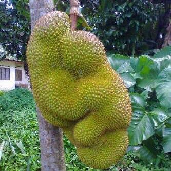 nangka juga bisa mesum gan, bukan cuma anak sma aja