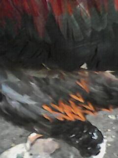 Cari Jual Ayam Bangkok Depok Uci Farm Kaskus
