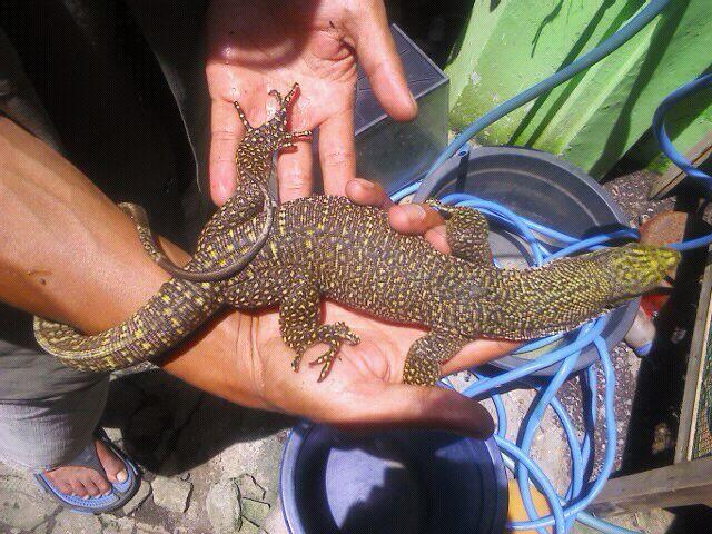 44++ Hewan varanus nebulosus update