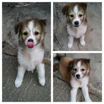 Anjing Kampung Mongrel Mix Breed Campuran Silangan Lover S Part