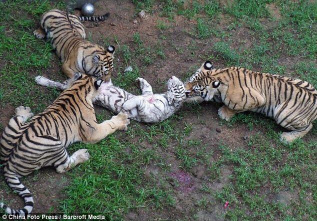 tragis harimau merah makan harimau putih