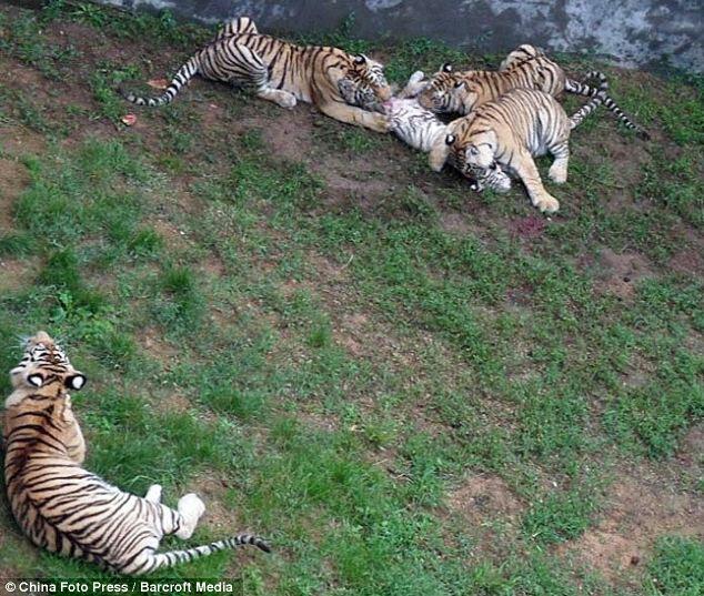 tragis harimau merah makan harimau putih