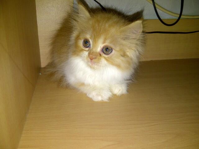 Jual Anakkan Kucing Persia Medium