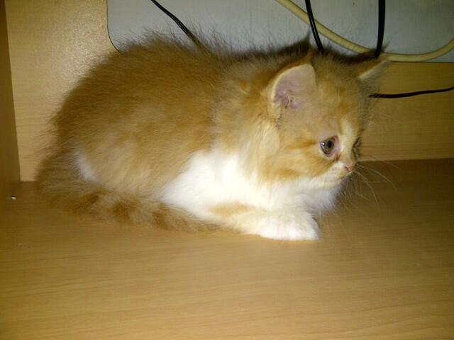 Jual Anakkan Kucing Persia Medium