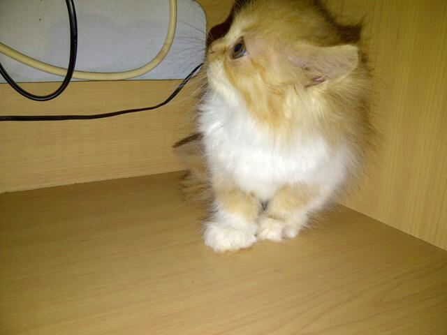 Jual Anakkan Kucing Persia Medium