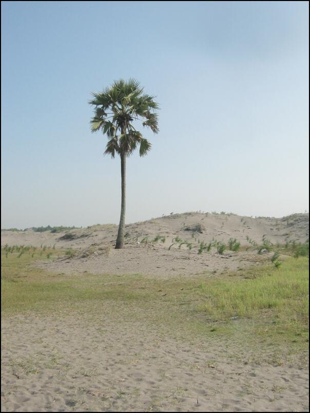 Gurun Pasirnya Indonesia