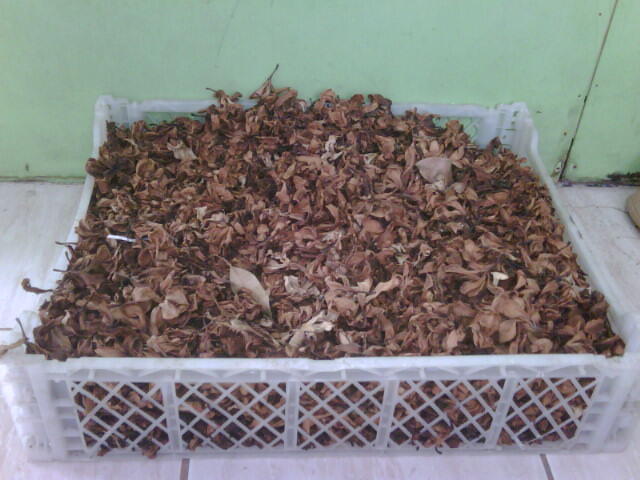 Menjual Bunga Kamboja Kering