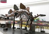 5 Museum Dinosaurus Paling Keren di Dunia