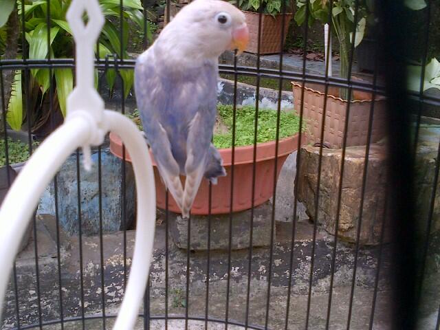 Terjual Jual Burung Love Bird Calon Blorok Biru Putih Kaskus