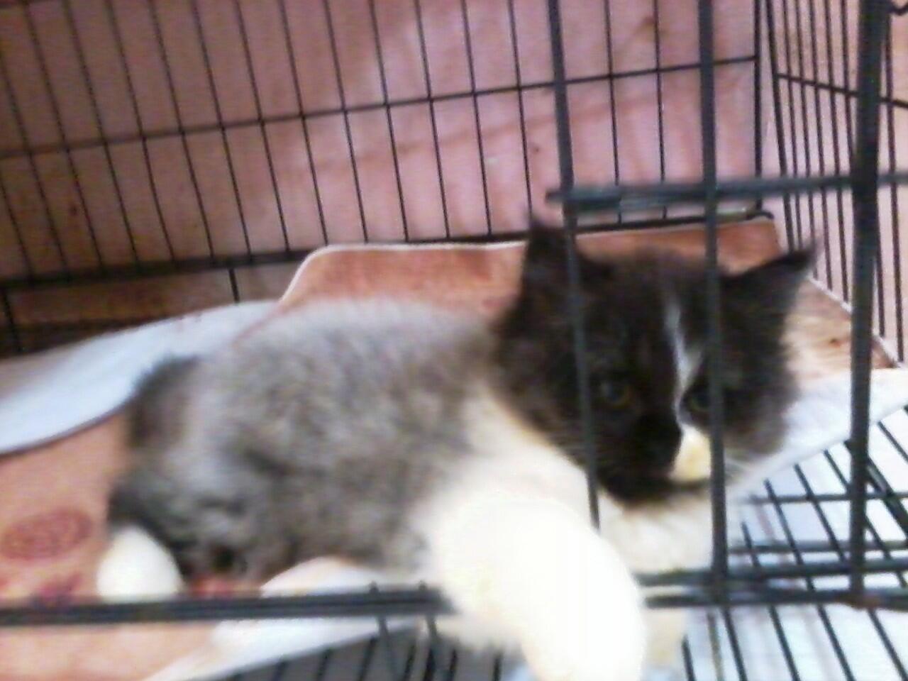 anakan kucing persia medium nego alus