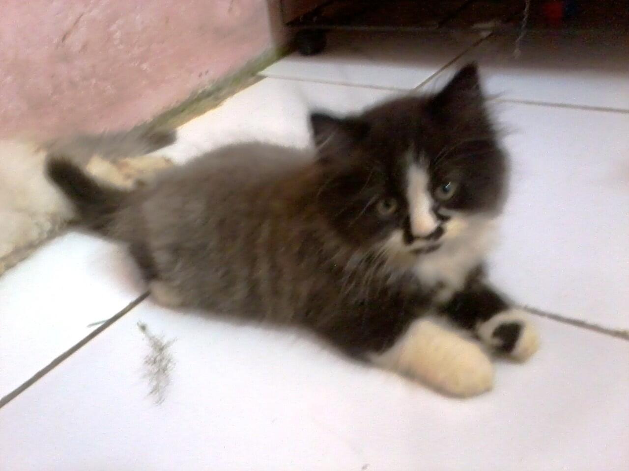 anakan kucing persia medium nego alus