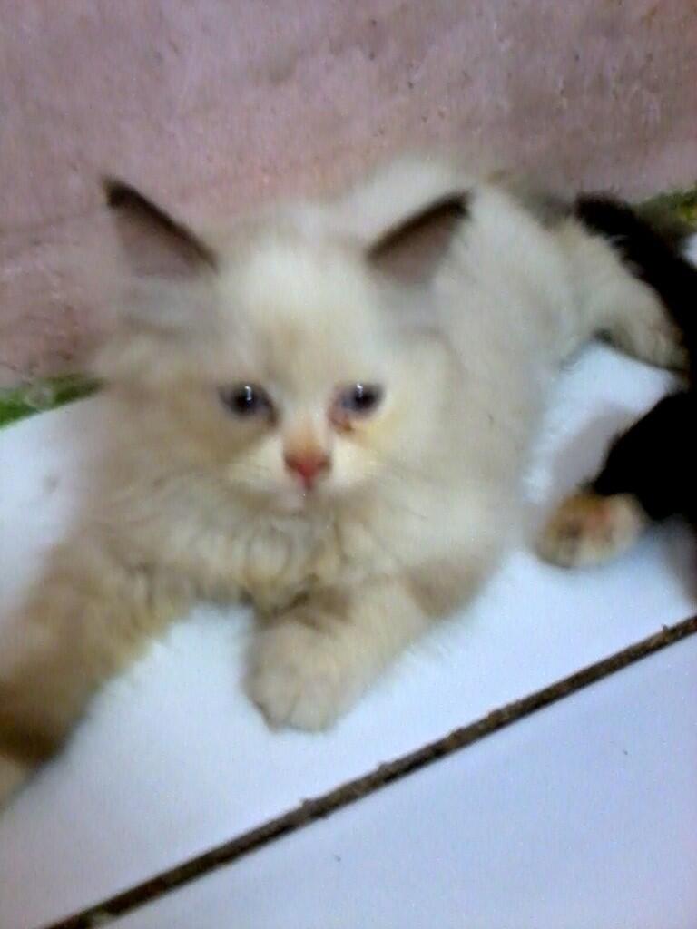 anakan kucing persia medium nego alus