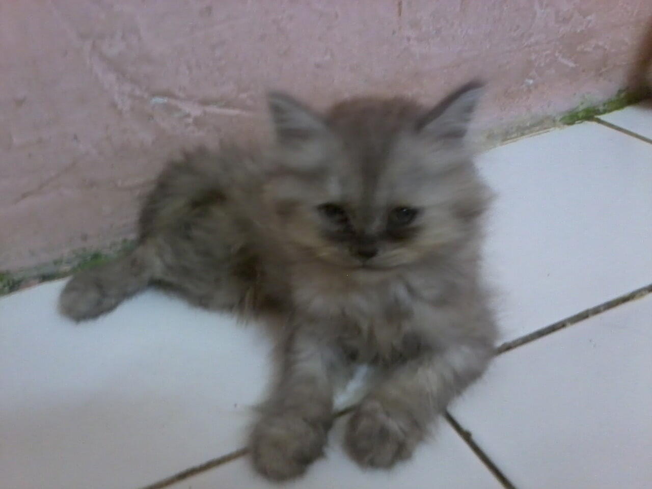 anakan kucing persia medium nego alus