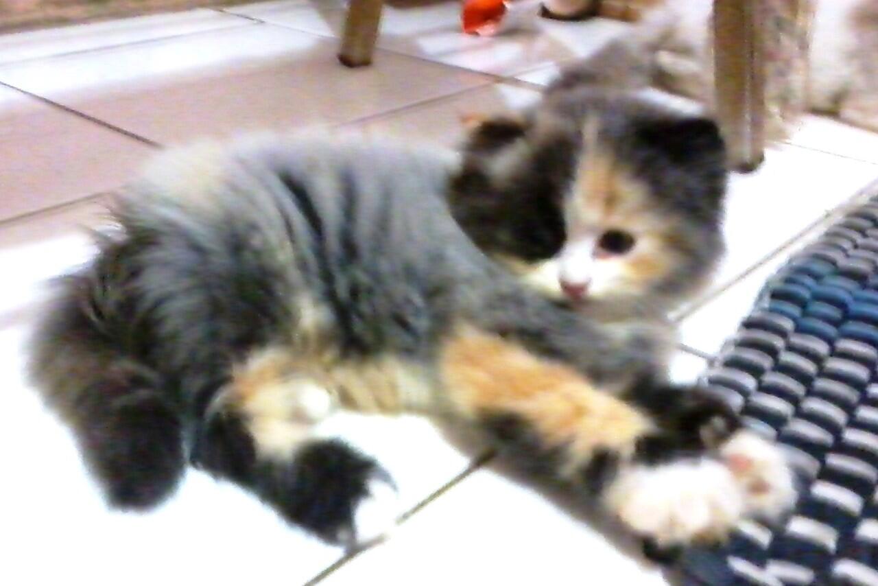 anakan kucing persia medium nego alus