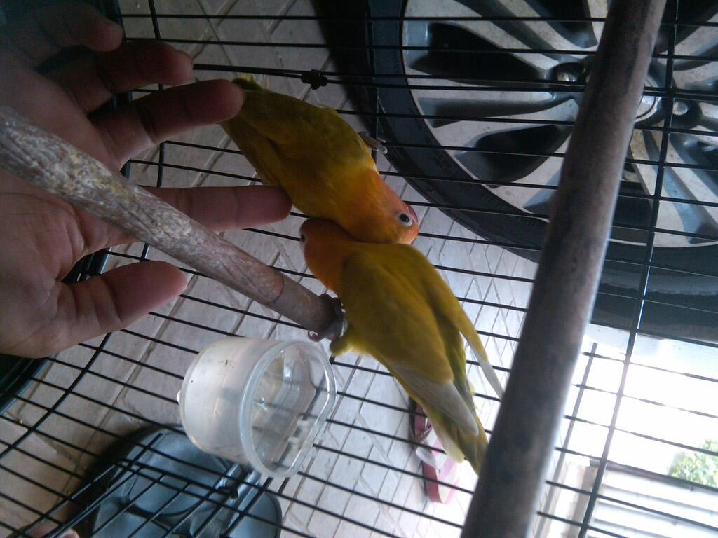 Love Bird Pastel Kuning