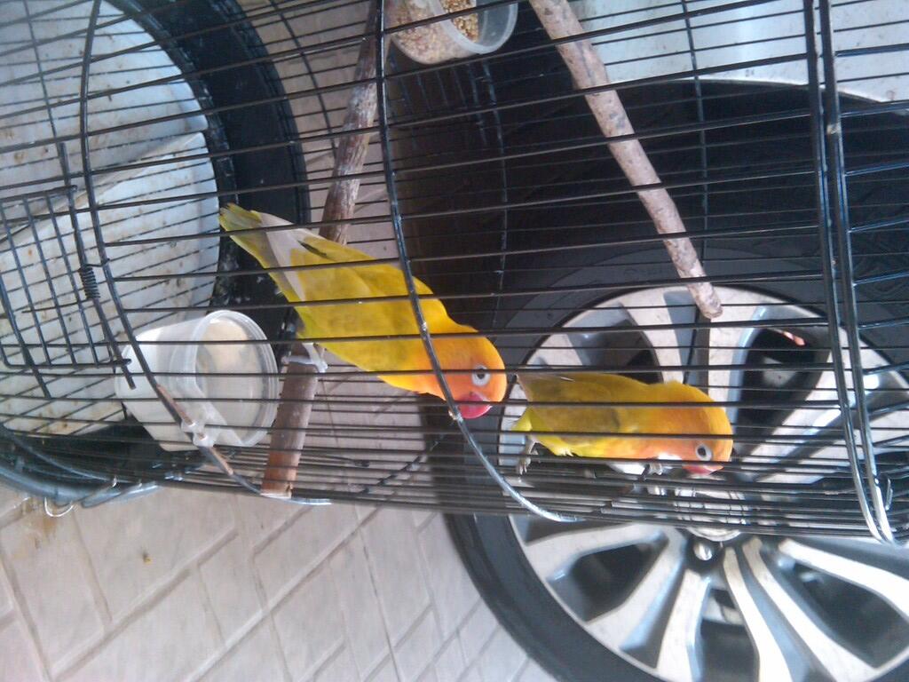 Love Bird Pastel Kuning