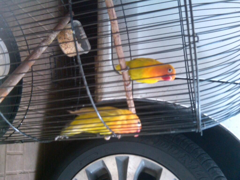 Love Bird Pastel Kuning