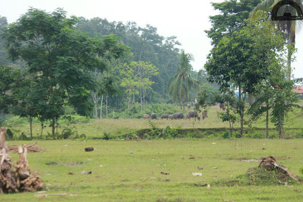 Jual Tanah Besar 1,7 Hektar di Desa Solear, Cisoka, Banteng