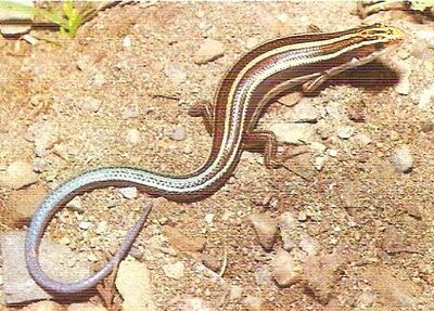 Kisah Mengahrukan Kadal Yang Terjepit Selama 10 Tahun