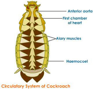 [B]Rahasia dibalik Seekor Kecoa[/B]