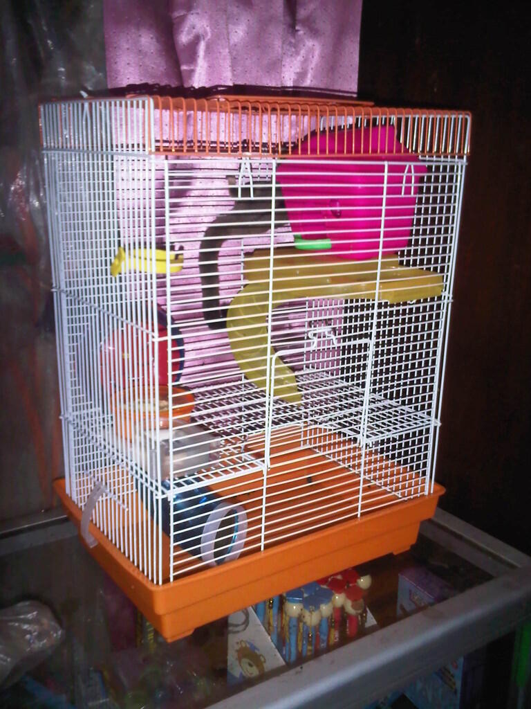 WTS SUGAR GLIDER (SG) + KANDANG MURAH