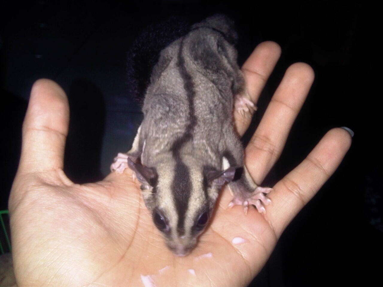 WTS SUGAR GLIDER (SG) + KANDANG MURAH