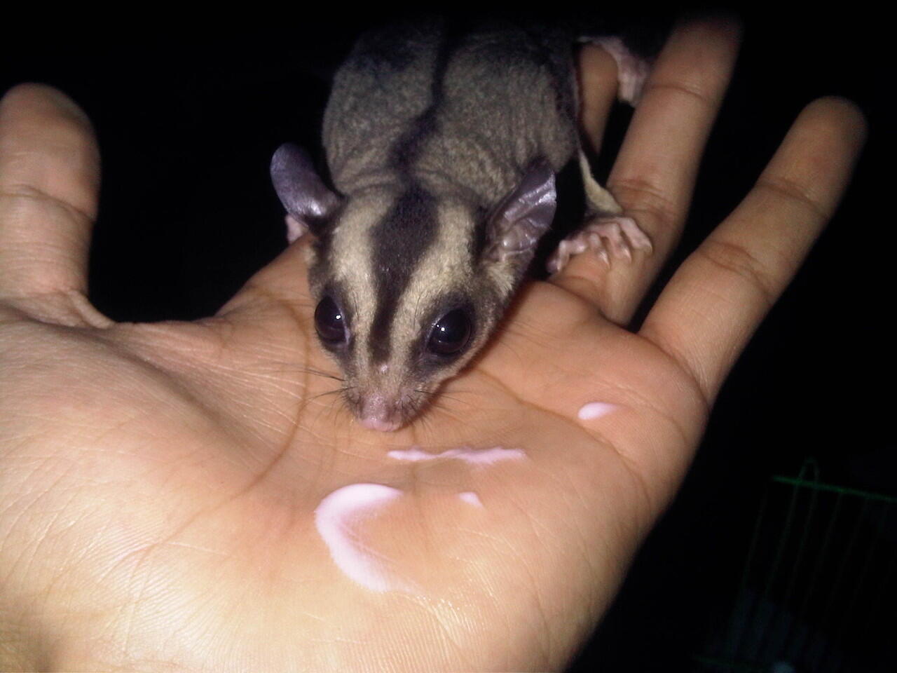 WTS SUGAR GLIDER (SG) + KANDANG MURAH