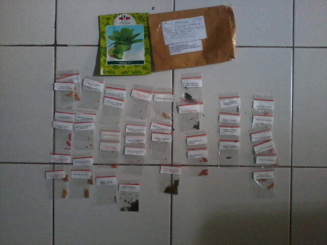 Jual benih sayuran eceran rp 1.000,- per bungkus untuk berkebun/gardening dan hobby