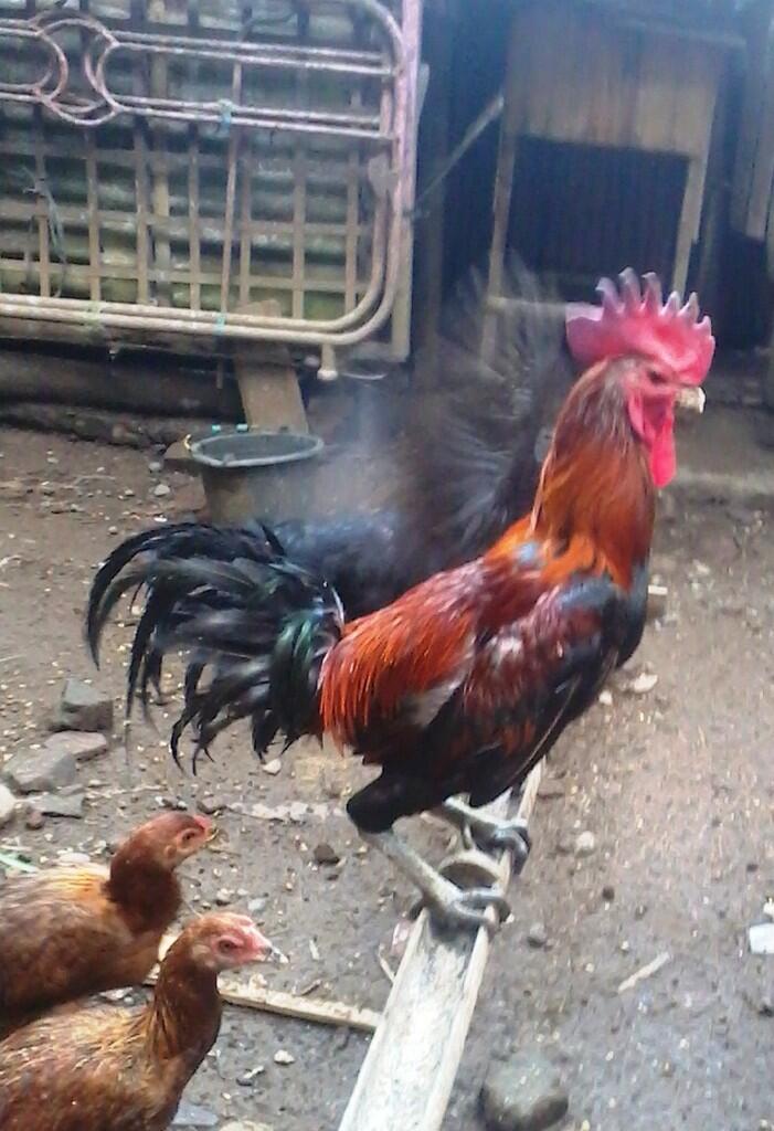 JUAL AYAM PELUNG "CIANJUR"