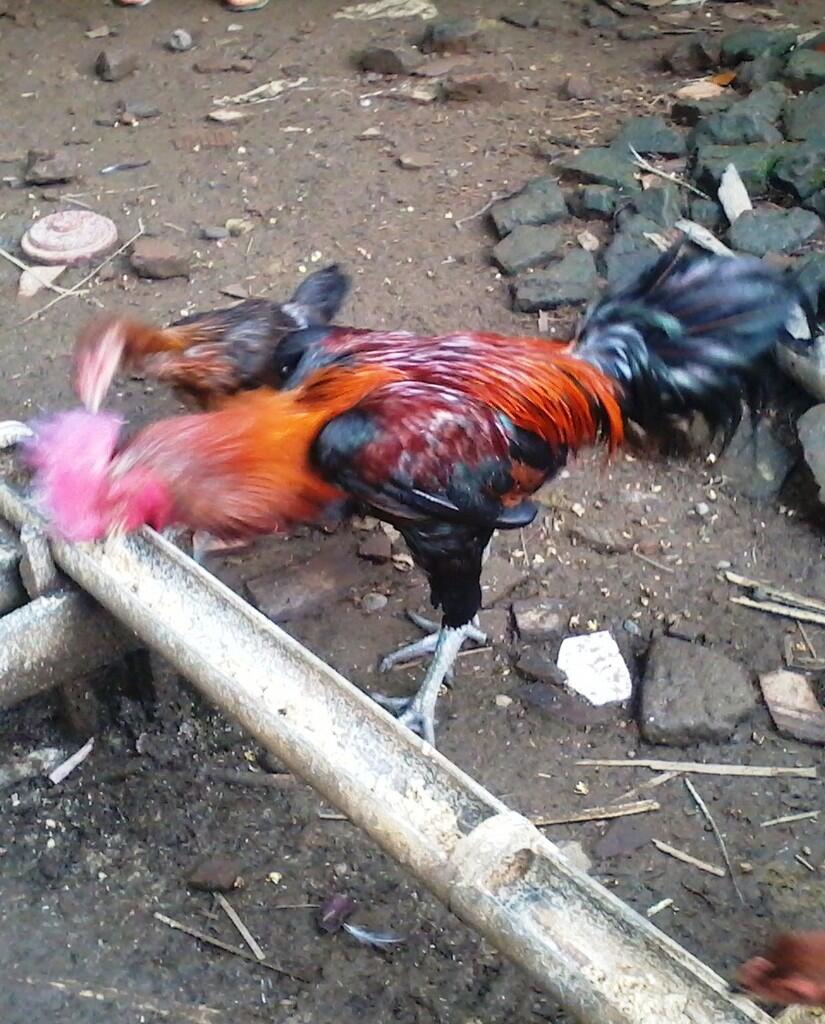JUAL AYAM PELUNG "CIANJUR"