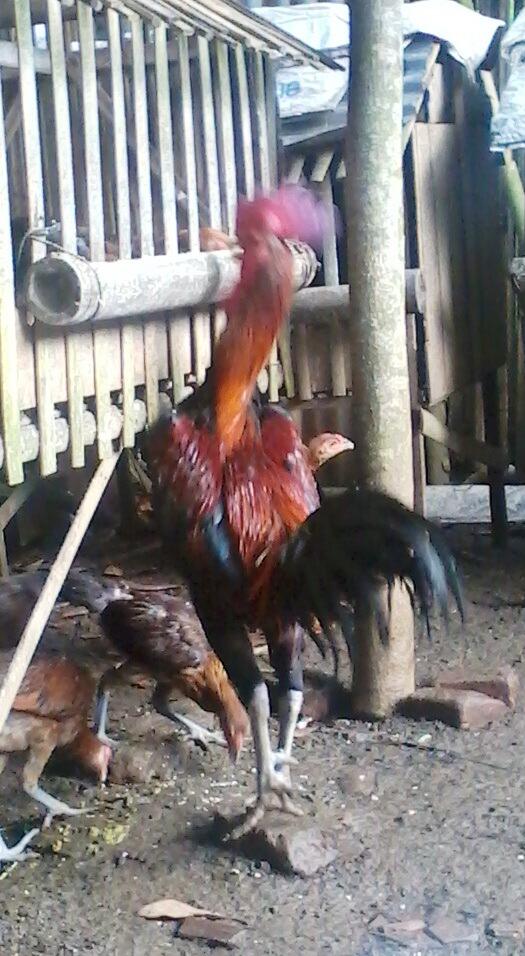 JUAL AYAM PELUNG "CIANJUR"