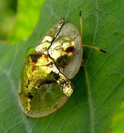 (+Pic) Gold Bug - serangga unik, berubah jadi emas jika diganggu