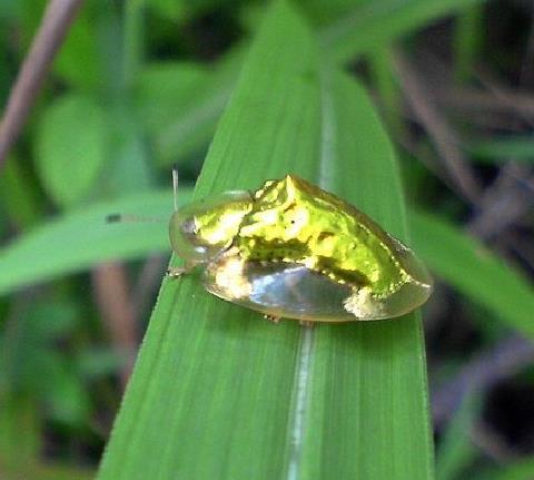 (+Pic) Gold Bug - serangga unik, berubah jadi emas jika diganggu