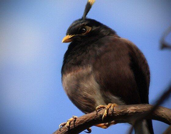 Angry Birds di Kehidupan Nyata