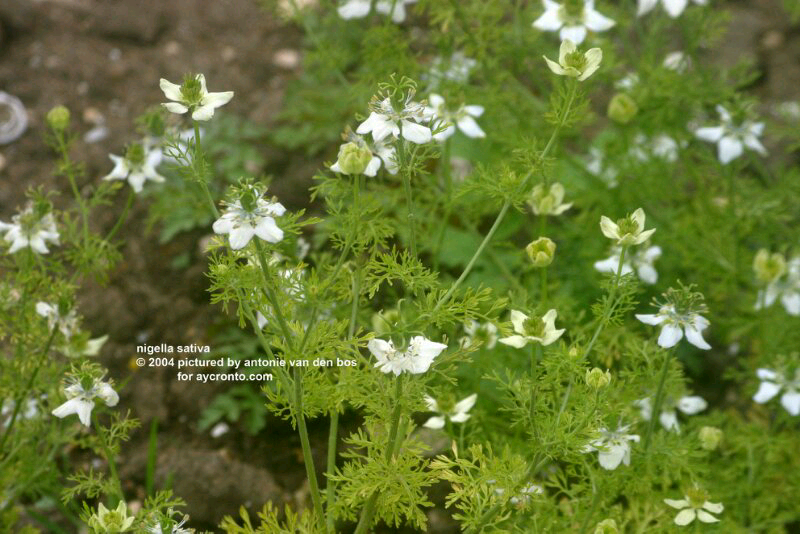 Rempah Dahsyat Black Seed (Jintan Hitam)